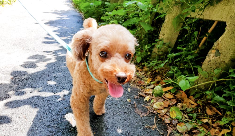 暑い季節のお散歩…愛犬の「アツッ…💦」に気づいてあげてますか？