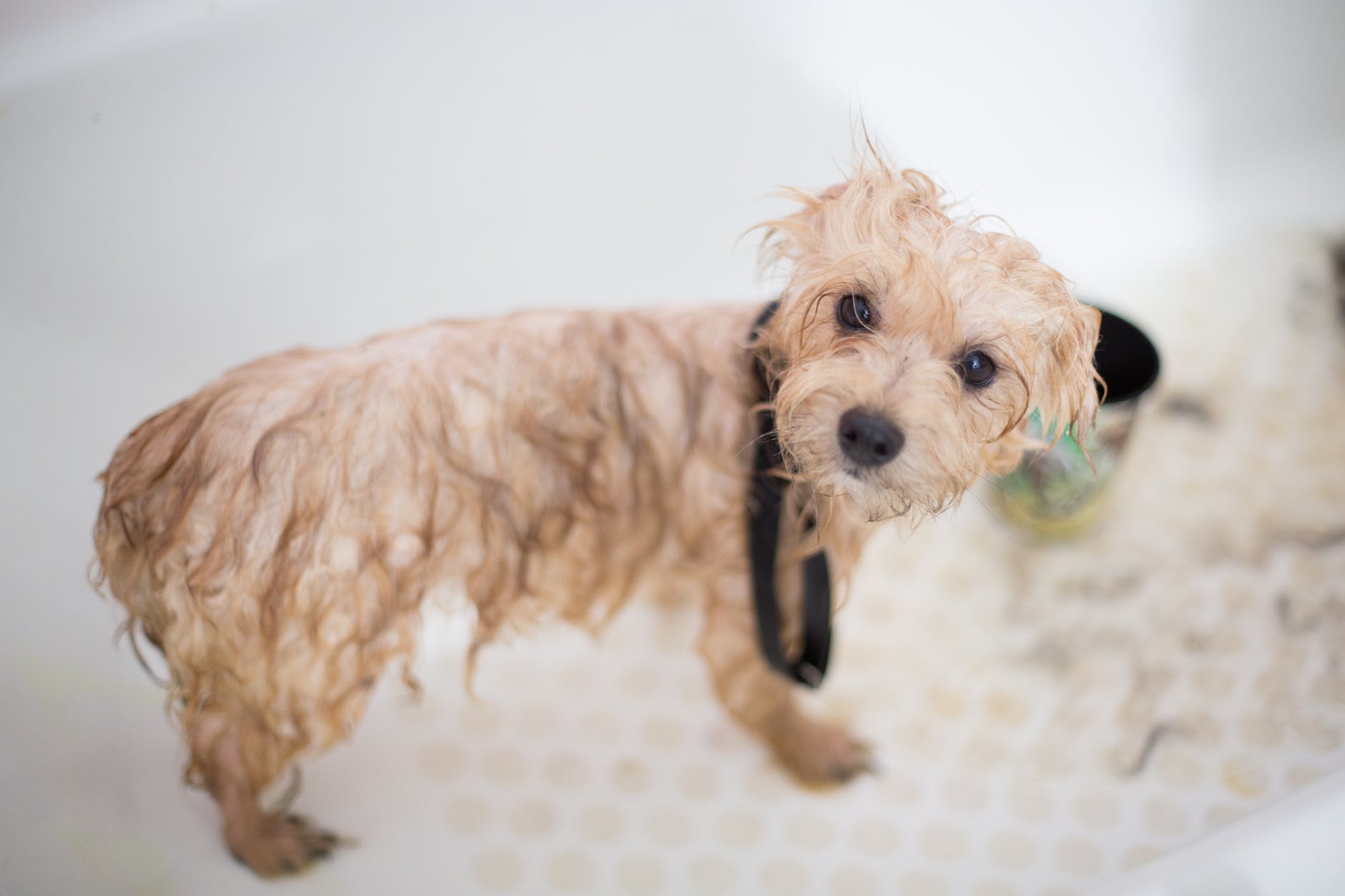 cream toy poodle puppy in bathtub