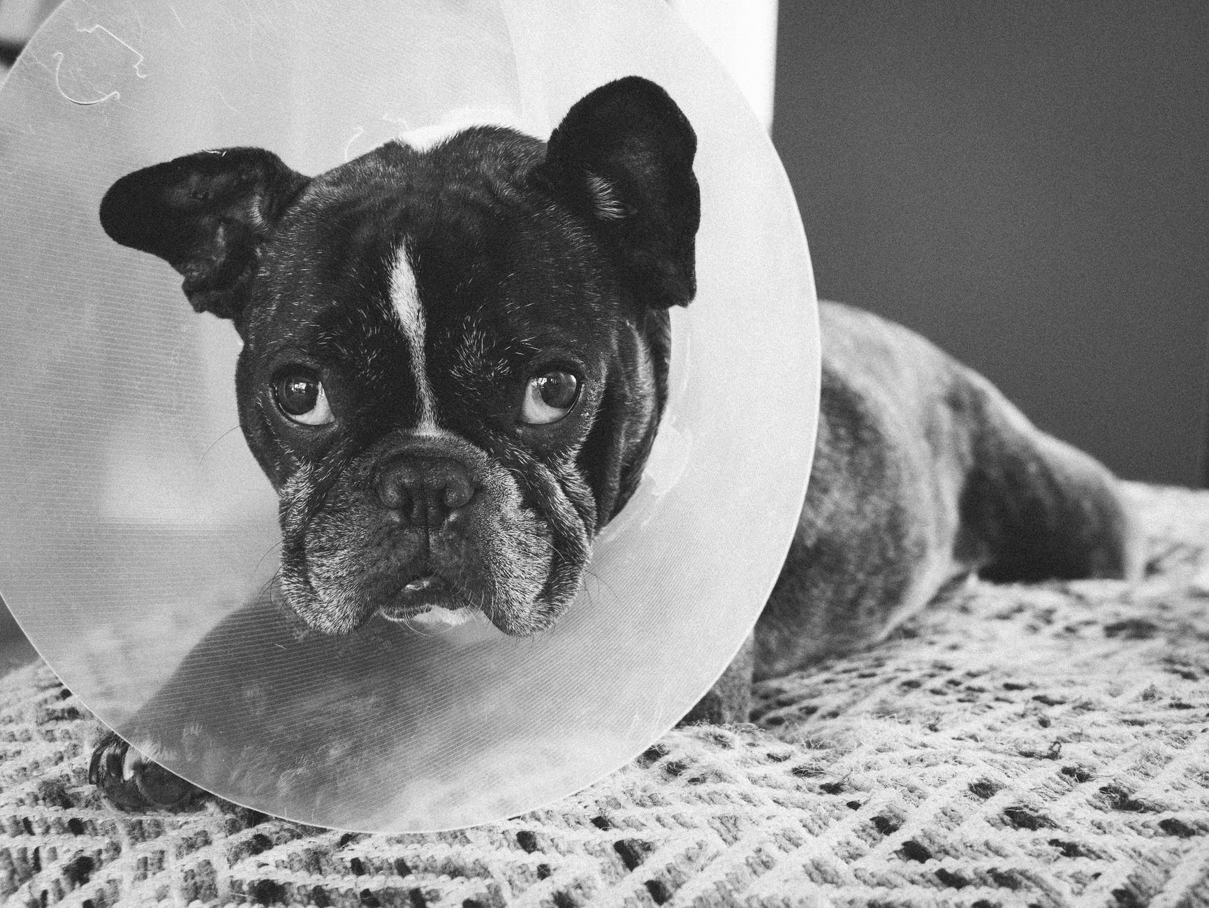 french bulldog with pet cone