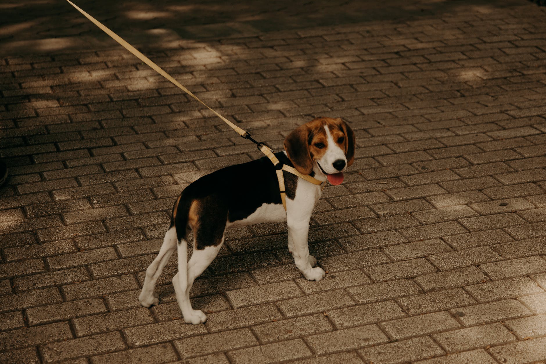 a beagle standing on a brick pavement