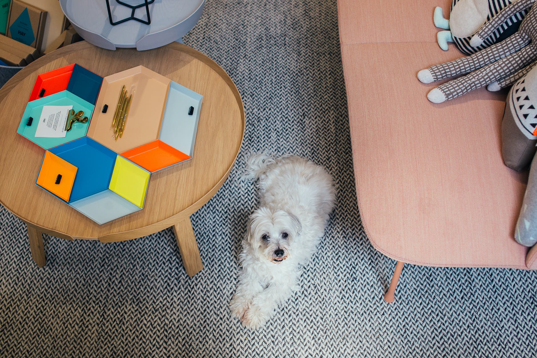 cute purebred dog relaxing on carpet in modern apartment