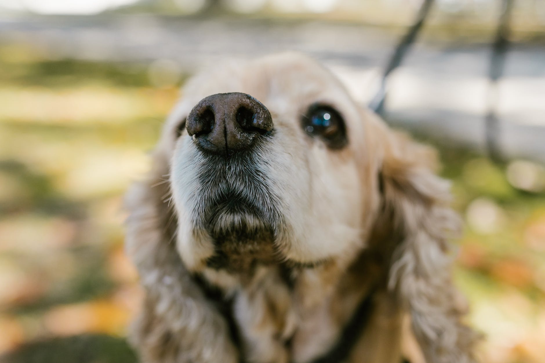 close up photograph of a dog s nose