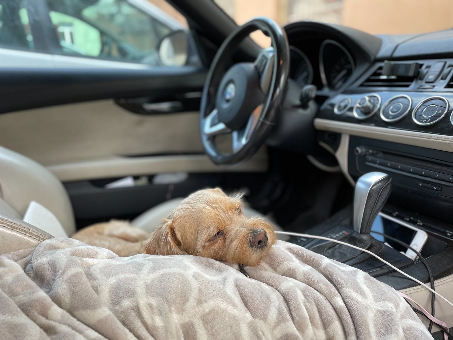 dog sleeping inside a car