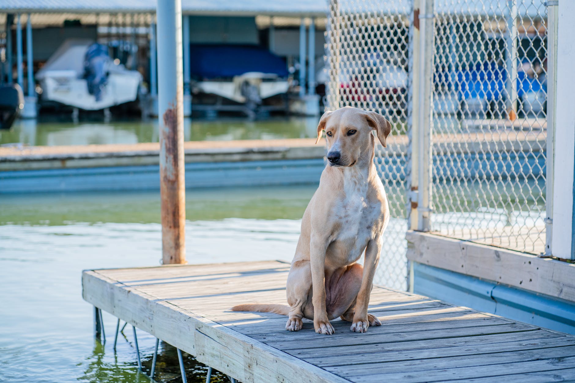 brown dog sitting on wooden dock