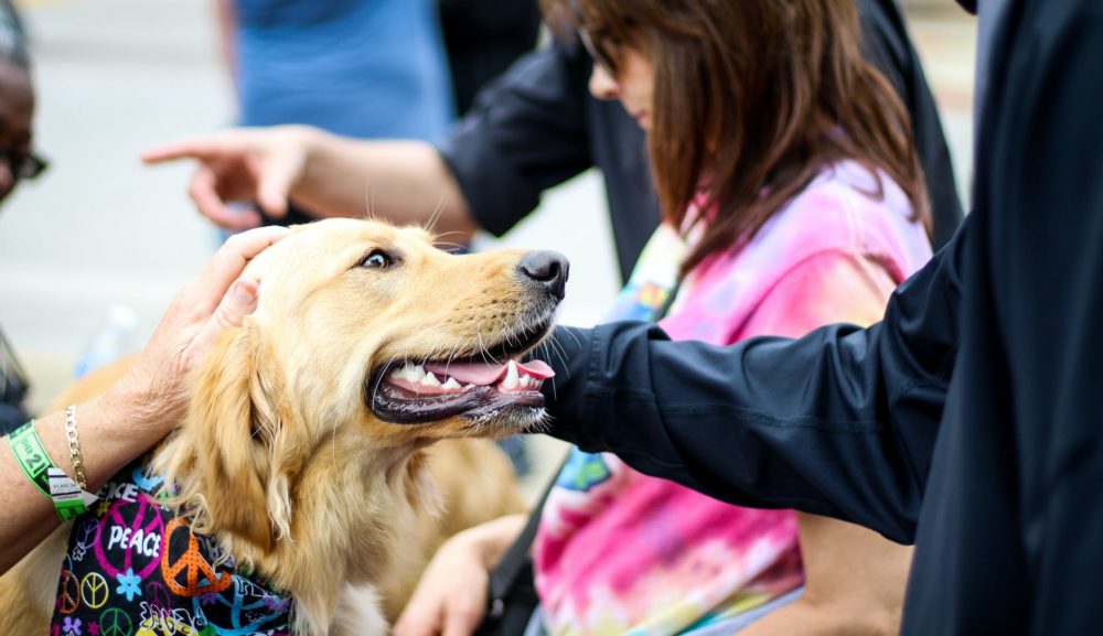 犬のしつけでほめる時に心がけたいこととは？