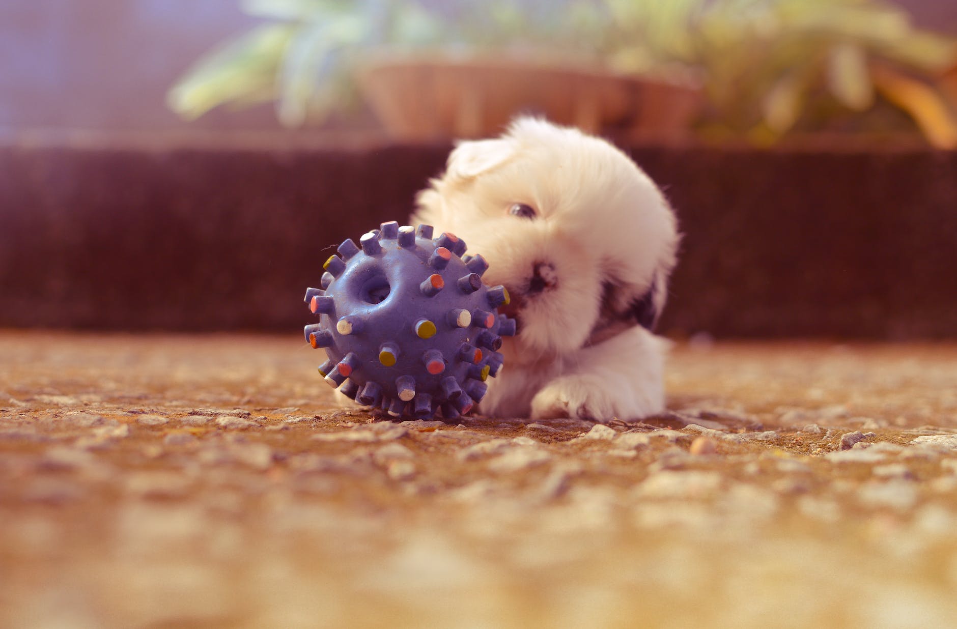 puppy playing with spiky ball toy selective focus photography