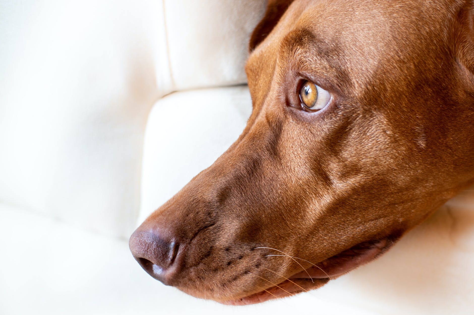 close up shot of a brown dog