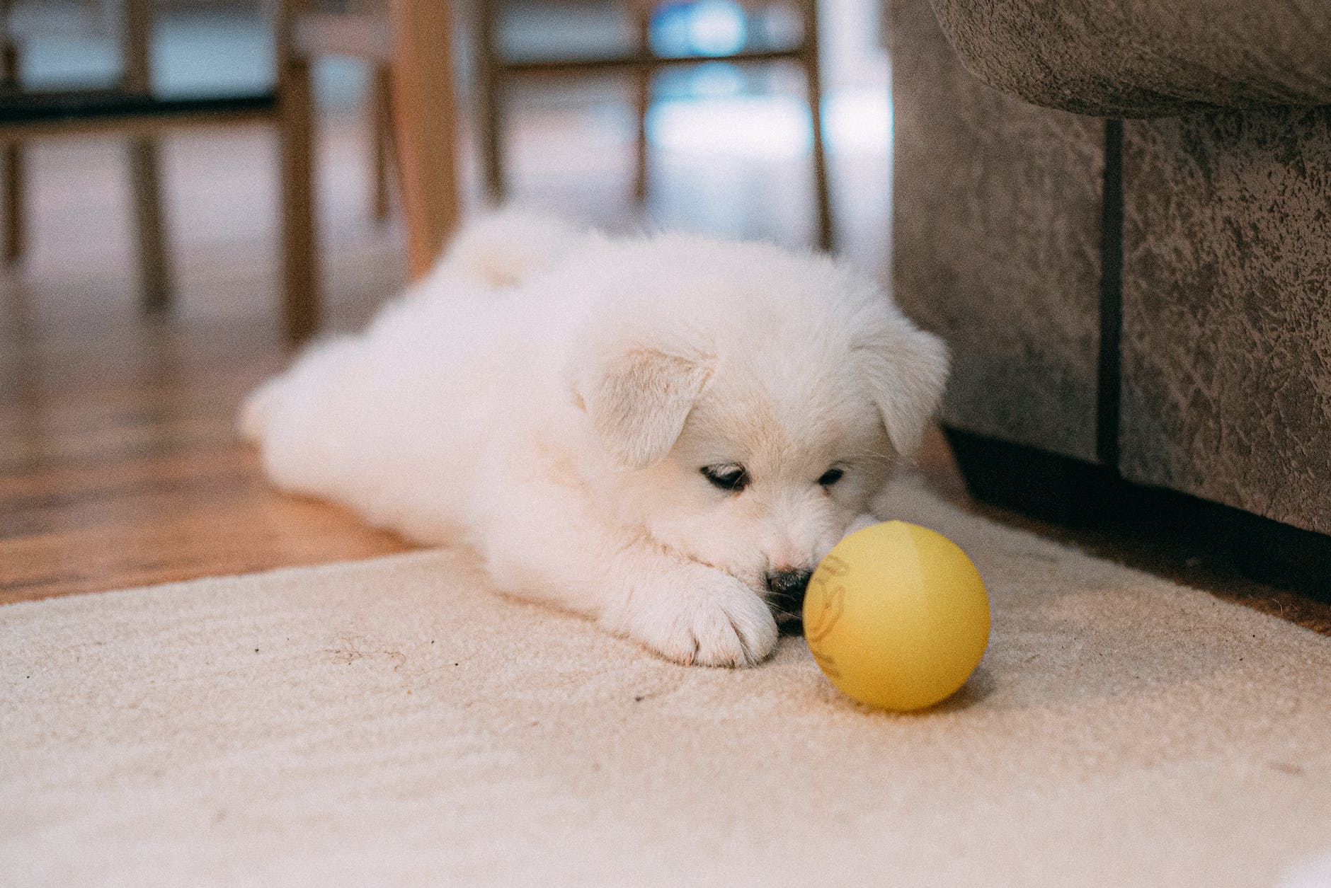 a puppy staring at a ball