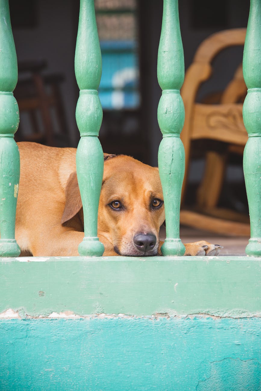 cute dog behind ornamental bars in daytime