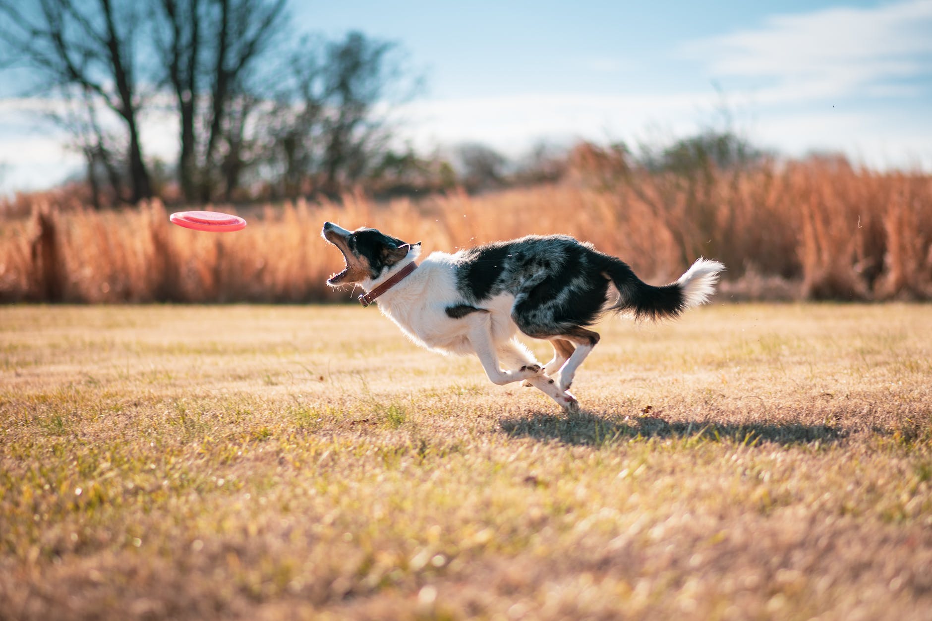 a border collie catching a frisbee