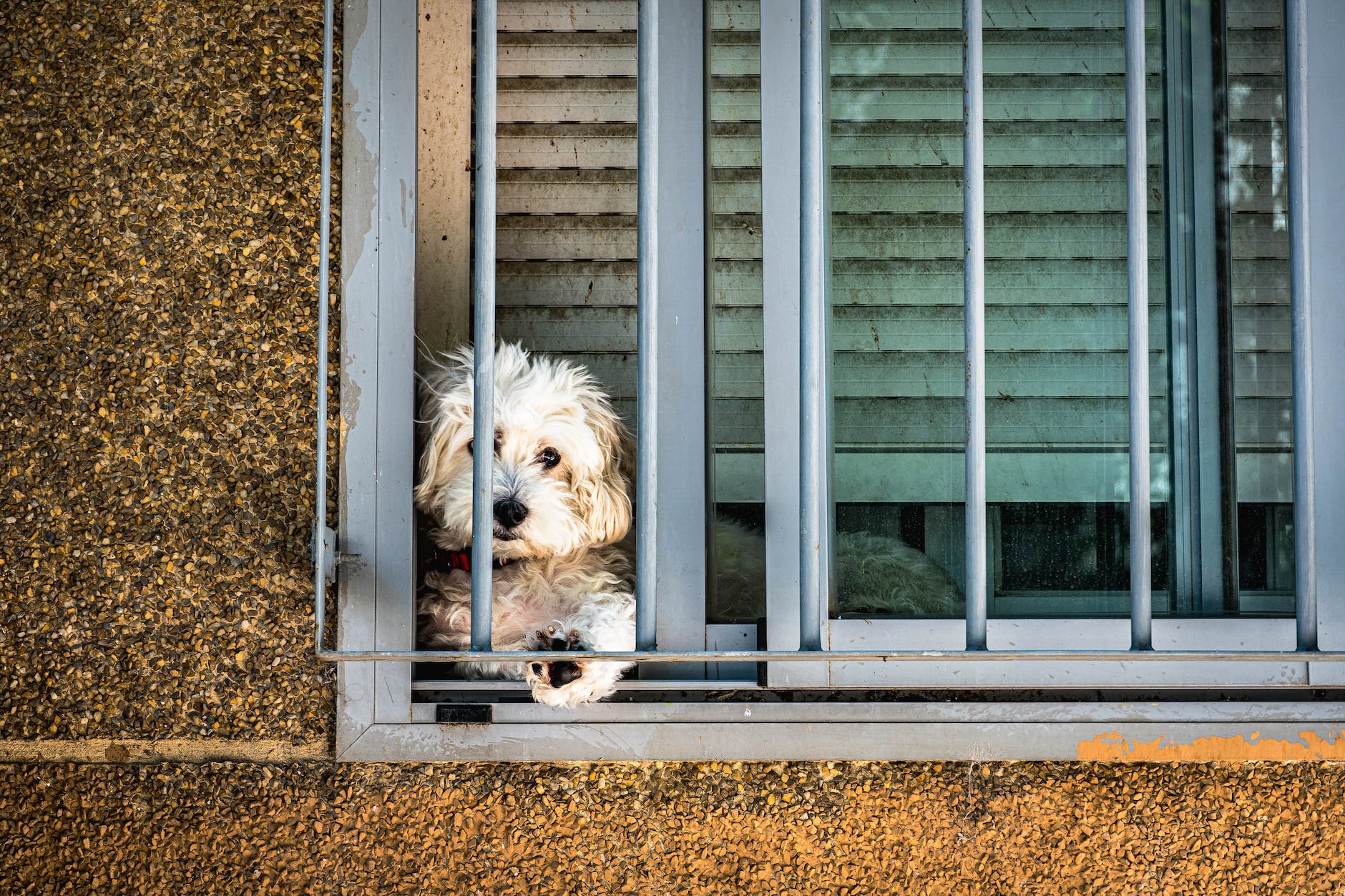 a puppy in a window