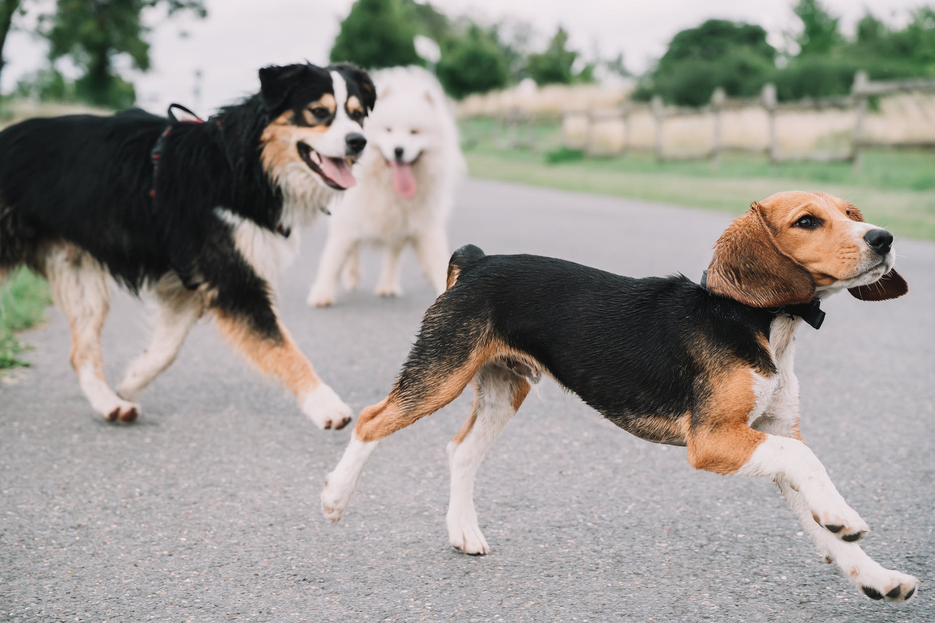 dogs running together