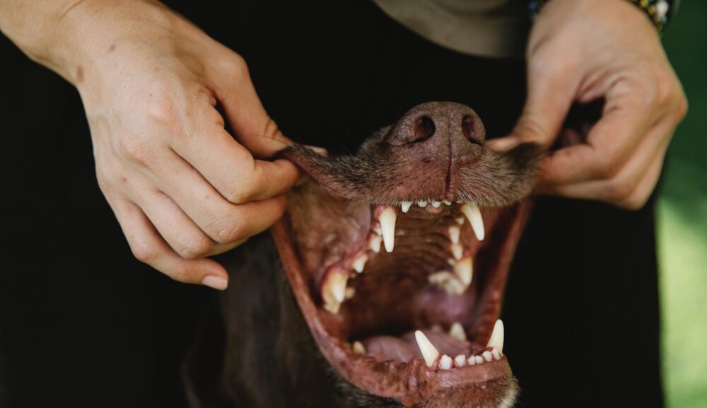 犬のしつけで「正しく叱る」ってどういうこと？噛みつく犬を叱ると悪化することもある？