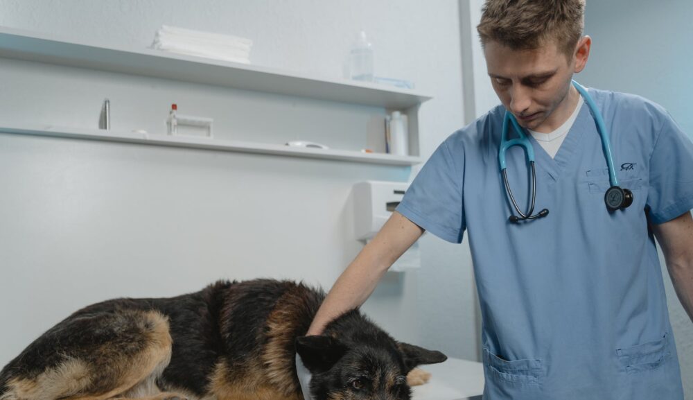 動物病院の先生に愛犬の症状の正確な情報を提供して、お互いに信頼関係を築くために出来ることとは？