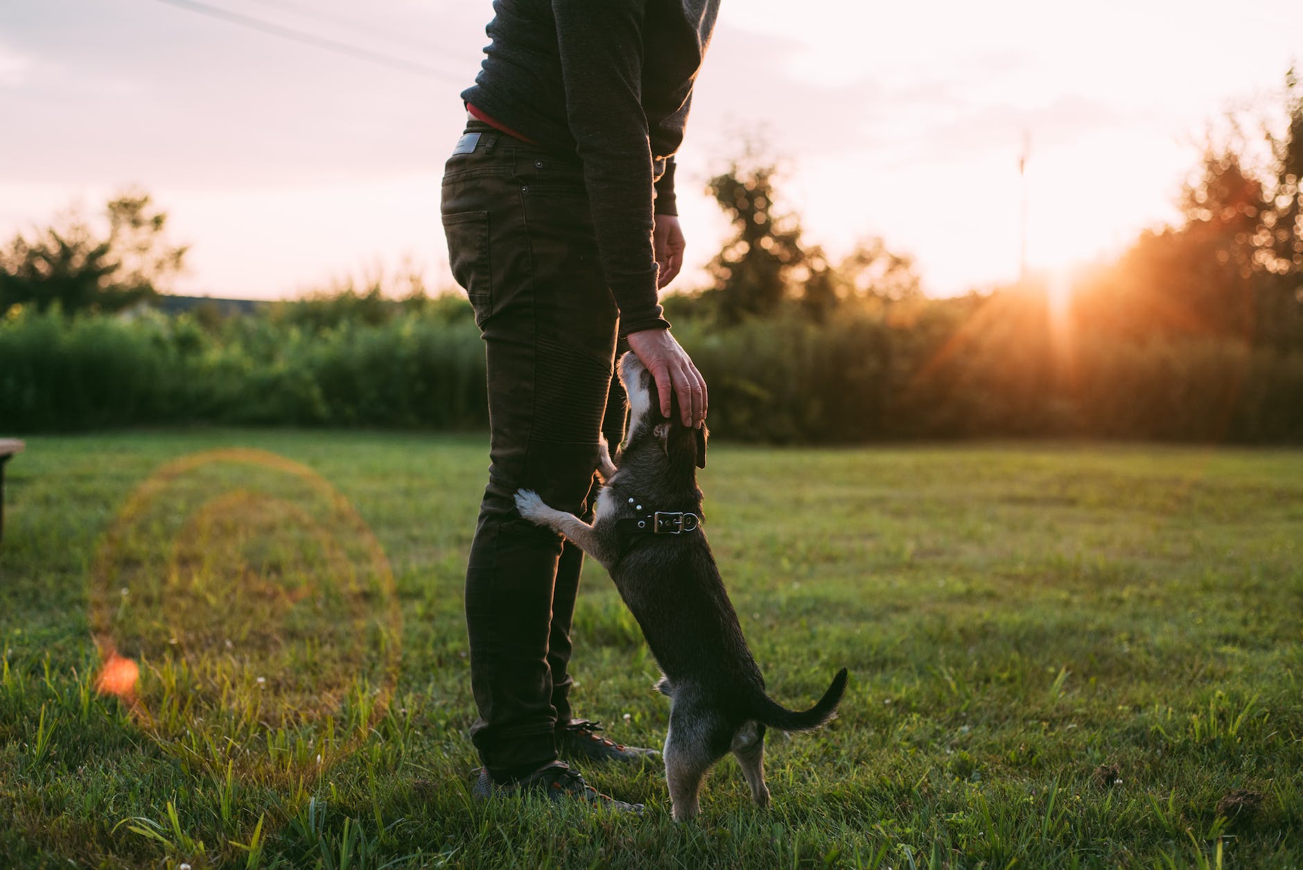 photo of person standing beside dog on grass field