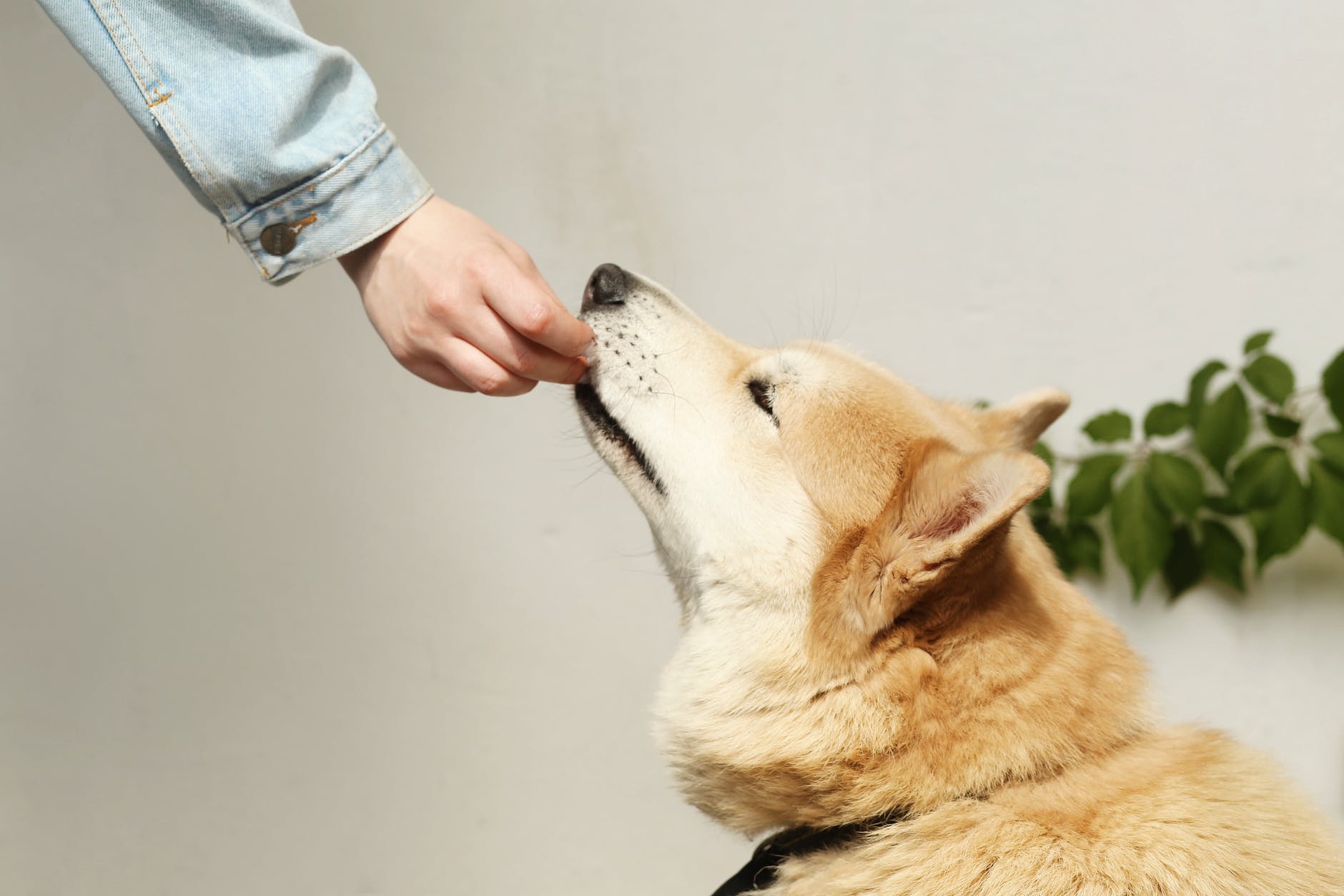 person feeding a pet dog