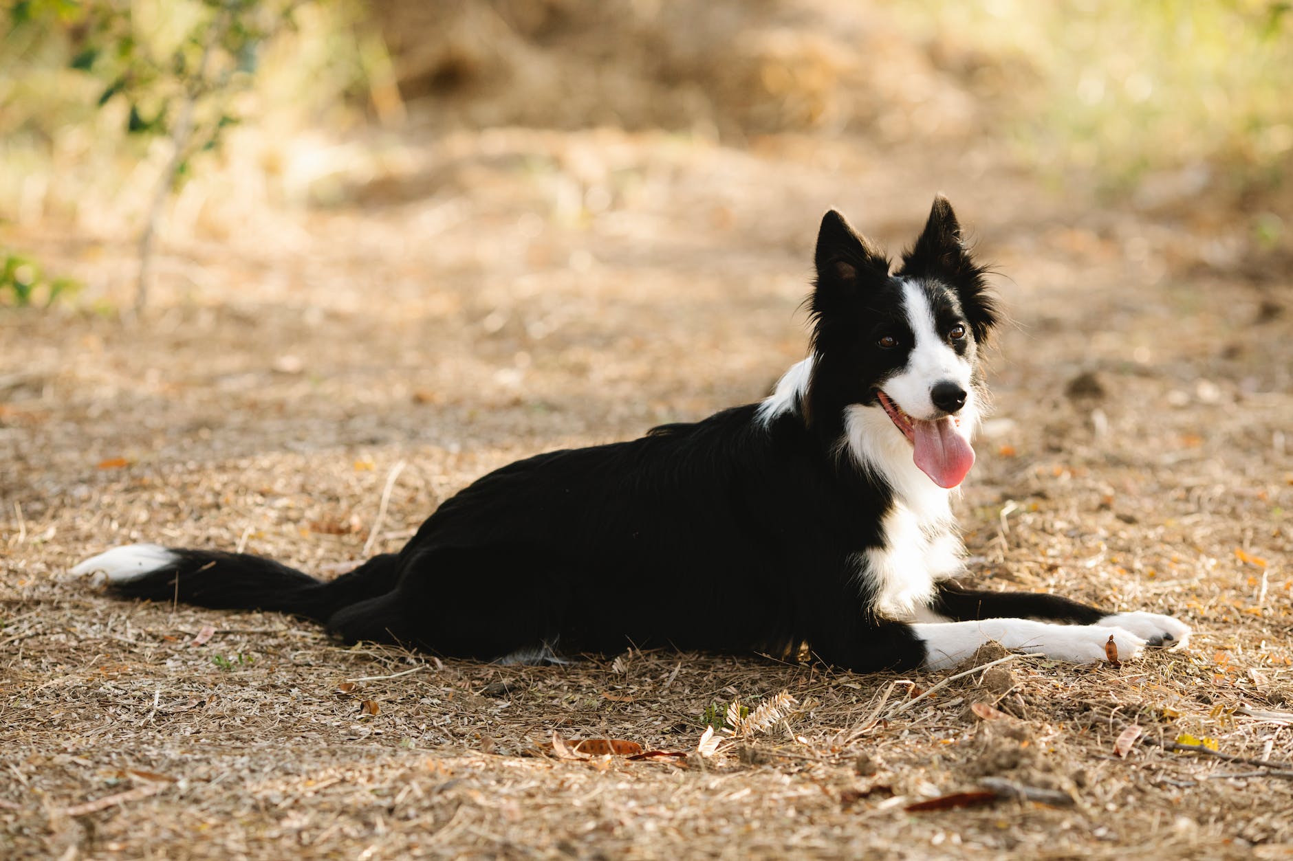 border collie with tongue out resting on pathway in park