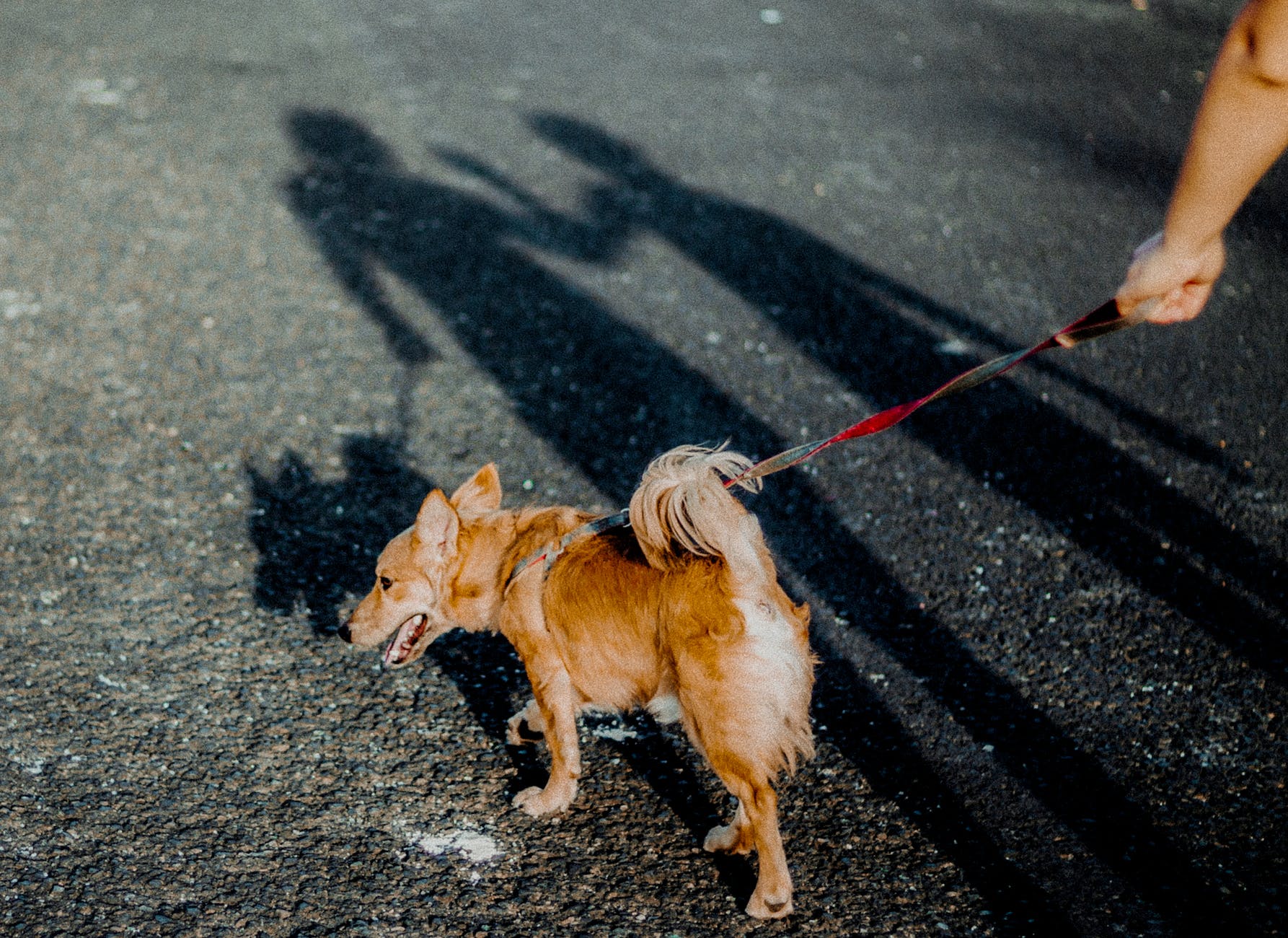 brown short coated small dog on black asphalt road