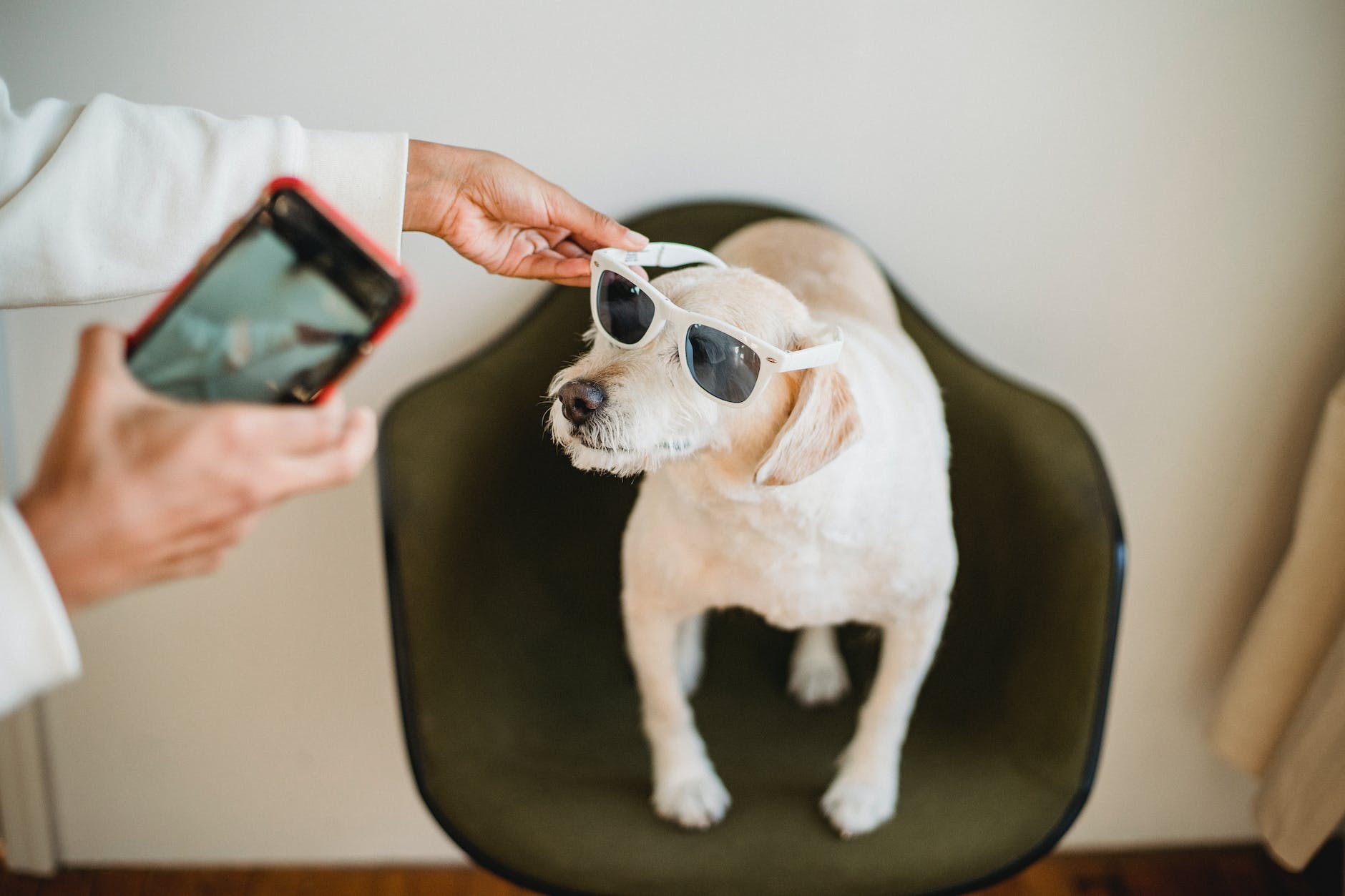 ethnic owner with smartphone putting sunglasses on puppy