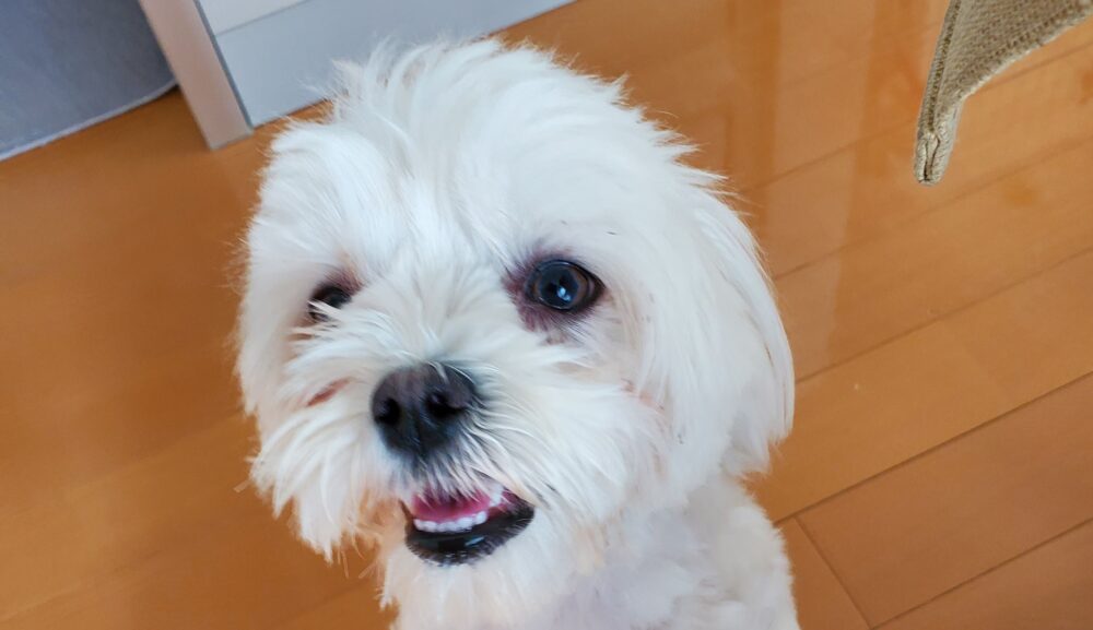 飼い主さんも楽しみながら主体的に関われるようになった、マルチーズのラテちゃん
