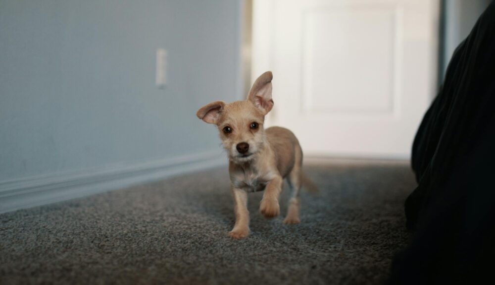 子犬が暴れる・走り回るのはなぜ？原因と正しい対処法を解説