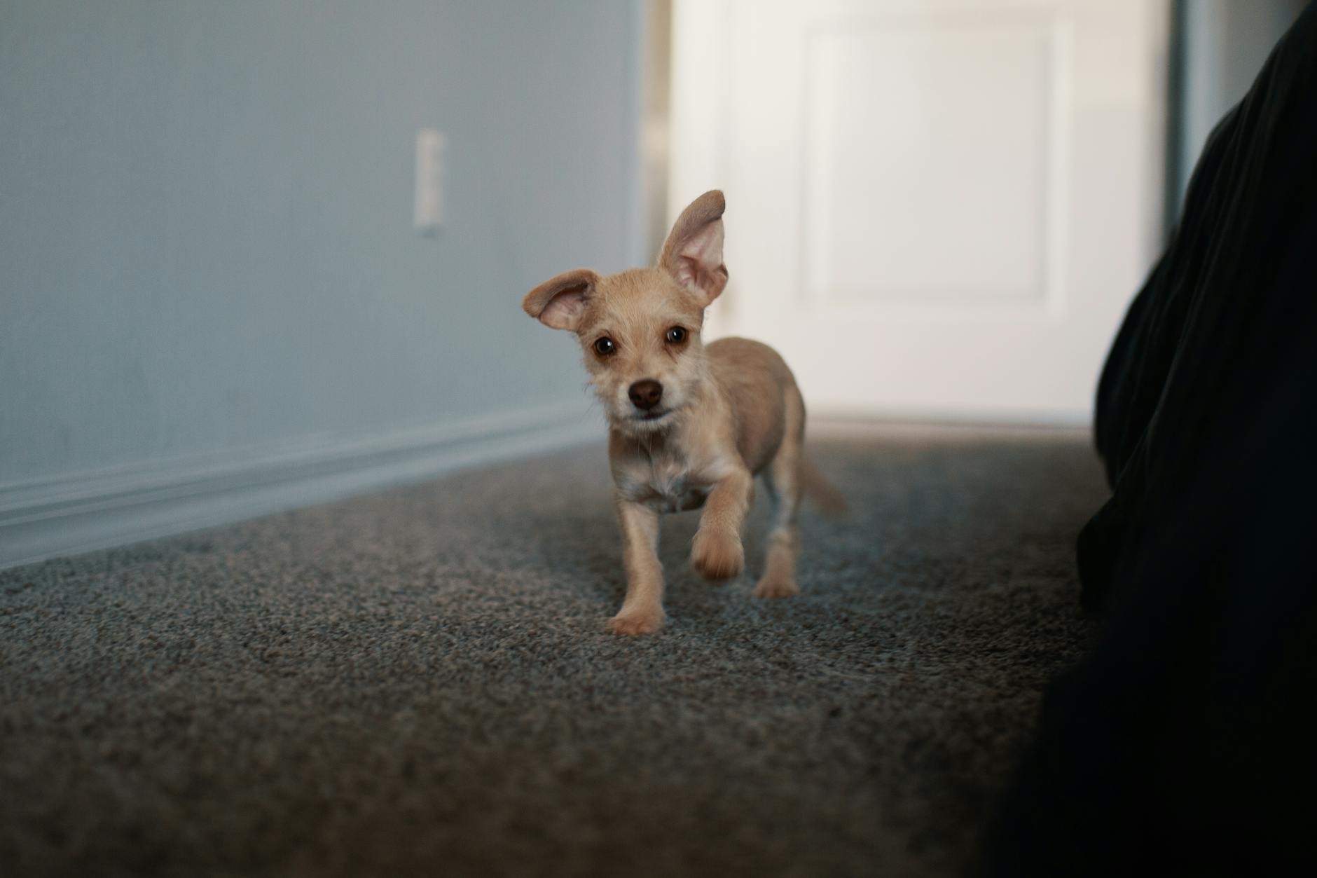 short coated tan puppy walking on black carpet