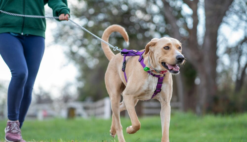 散歩で犬が飼い主の前を歩くのはNG？理由と正しい考え方をドッグトレーナーが解説！（参考動画あり）