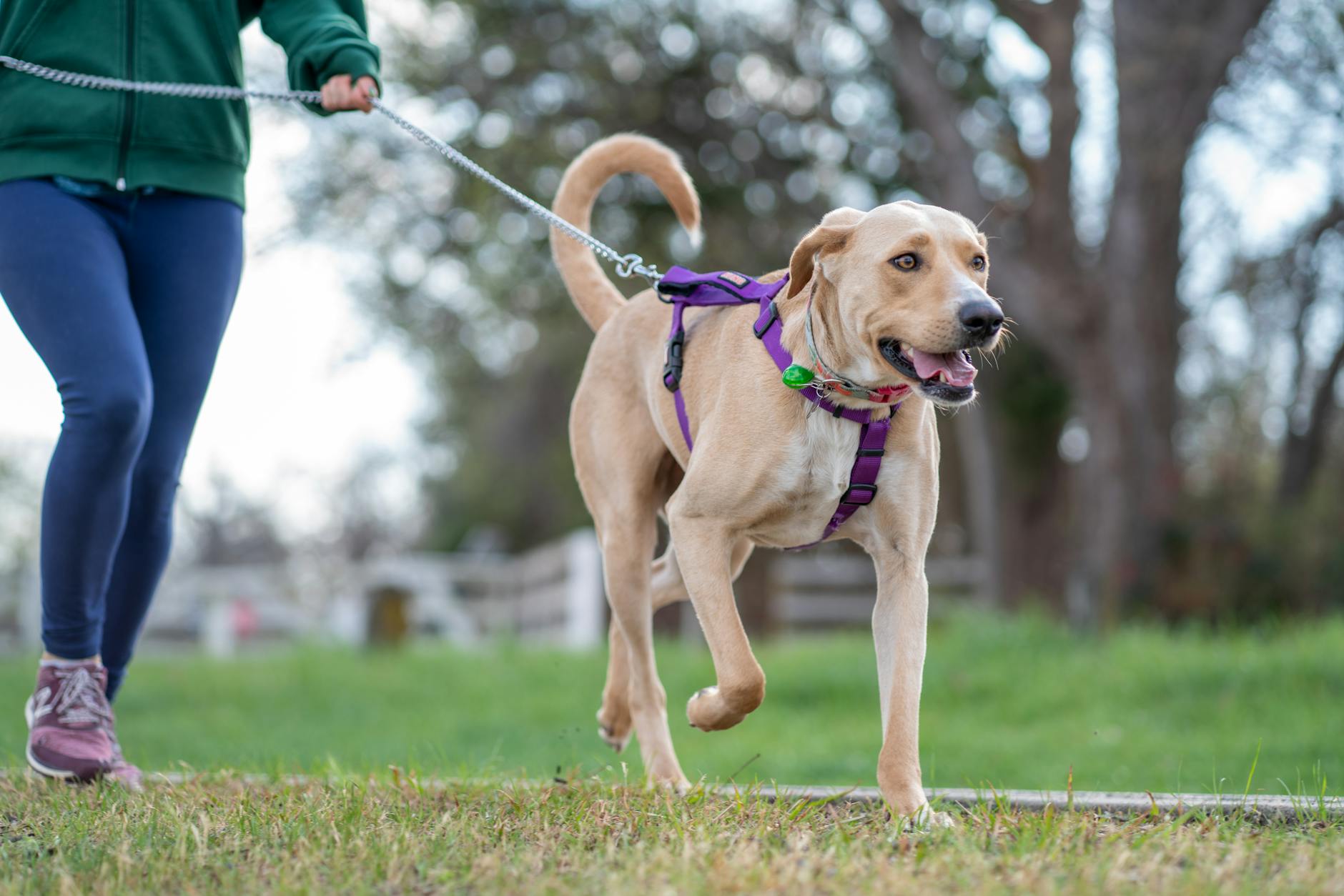 dog on leash in park