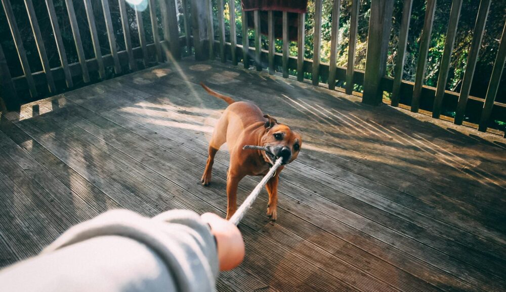 犬との「引っ張りっこ遊び」がもっと楽しくなる遊び方をドッグトレーナーが解説